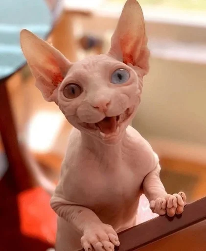 млекопитающее домашнее животное животное