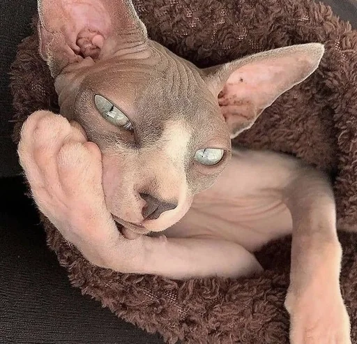 животное млекопитающее домашнее животное