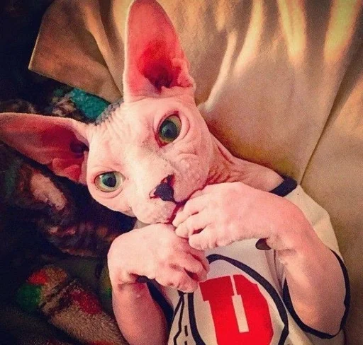 комнатный домашнее животное собака