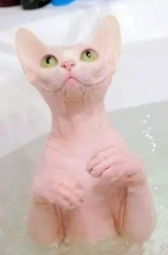 кошки малого и среднего размера ванна домашняя кошка