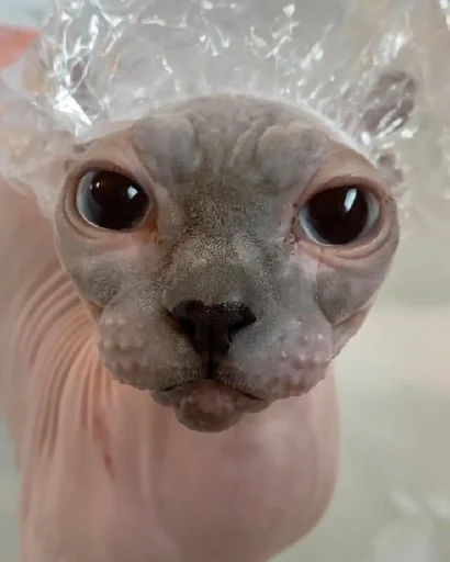 кошка млекопитающее комнатный