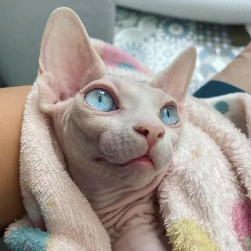 животное кошка млекопитающее