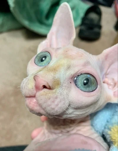 игрушка кошка млекопитающее