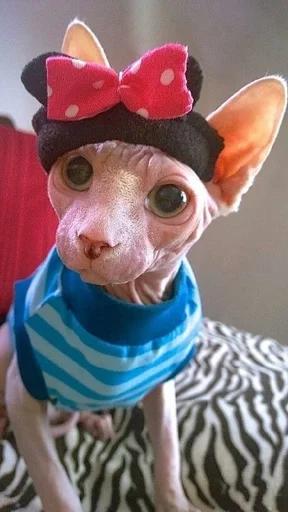 животное млекопитающее собака