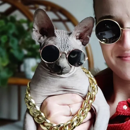 домашнее животное модный аксессуар Человек