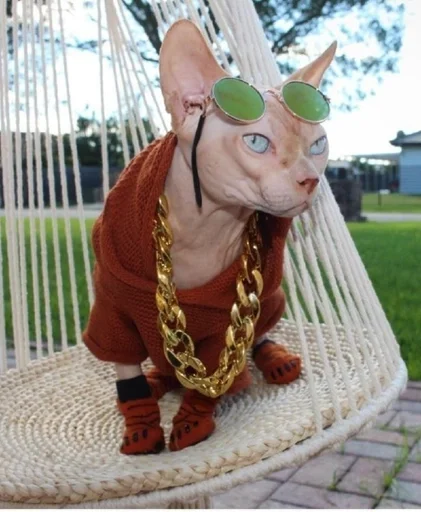 животное млекопитающее на открытом воздухе