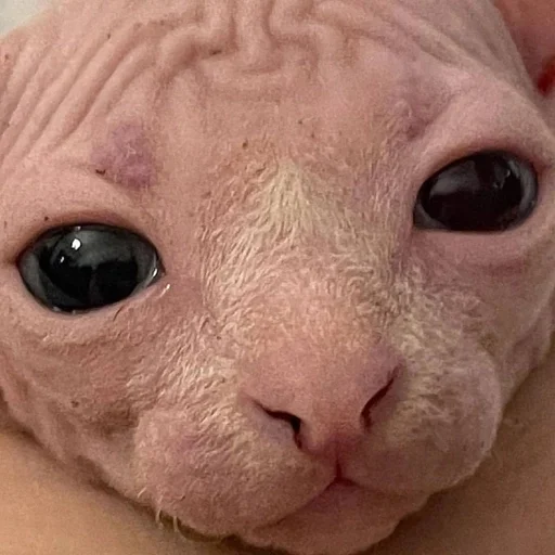 рыло кожа млекопитающее