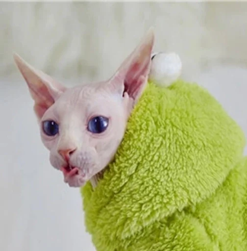 домашнее животное кошки малого и среднего размера млекопитающее