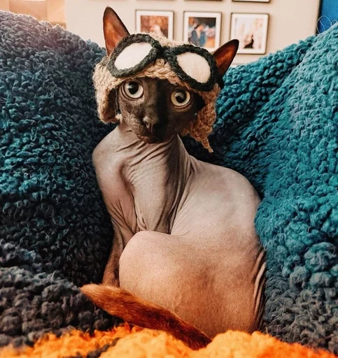 mammal animal indoor