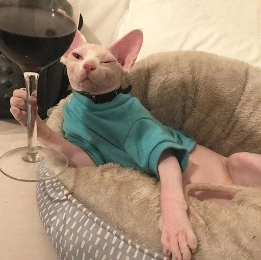 indoor animal mammal