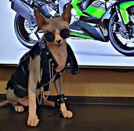 wheel tire land vehicle