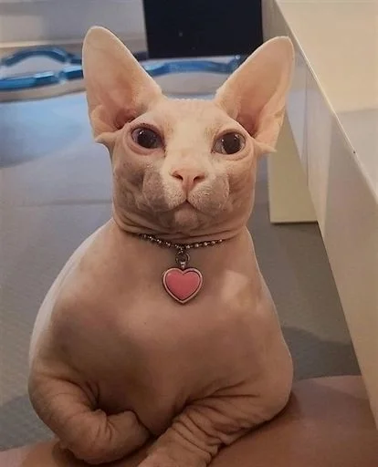 indoor animal mammal