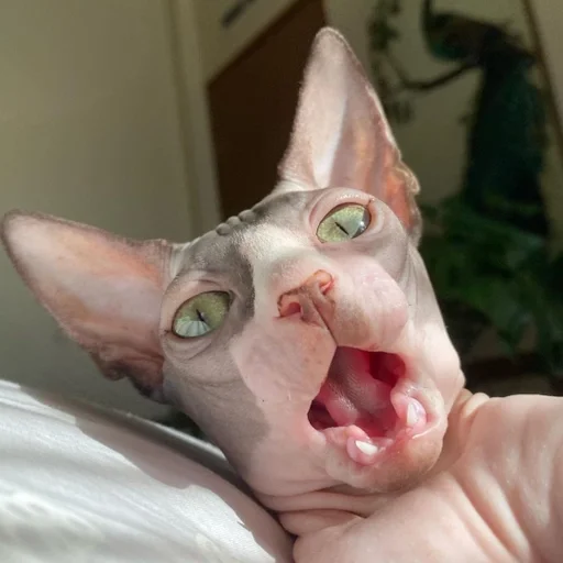 animal mammal indoor