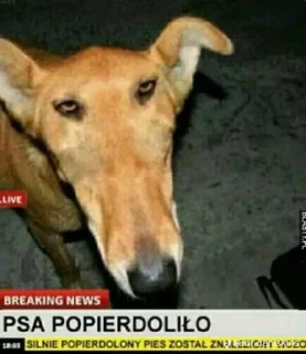 Стикер Spierdolony - 4