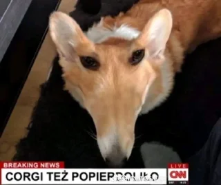 Стикер Spierdolony - 1