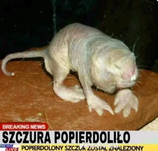 Стикер Spierdolony - 3