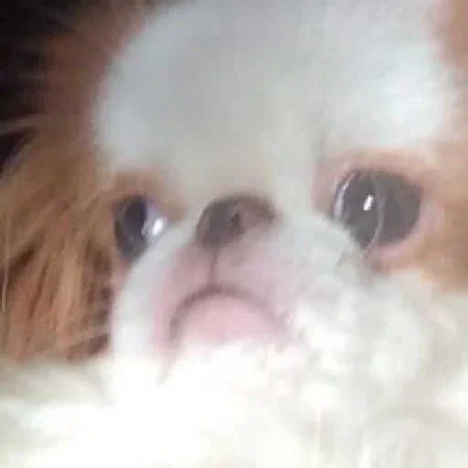 Стикер Спизжено by @fStikBot - 3