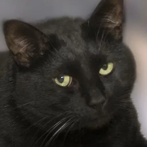 Стикер Спизжено by @fStikBot - 1