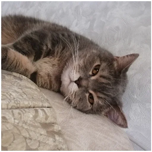 Sticker SpockyCat№2 - 9