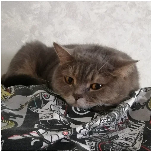 Sticker SpockyCat№2 - 8