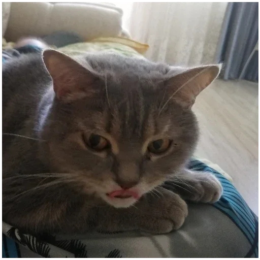 Sticker SpockyCat№2 - 6