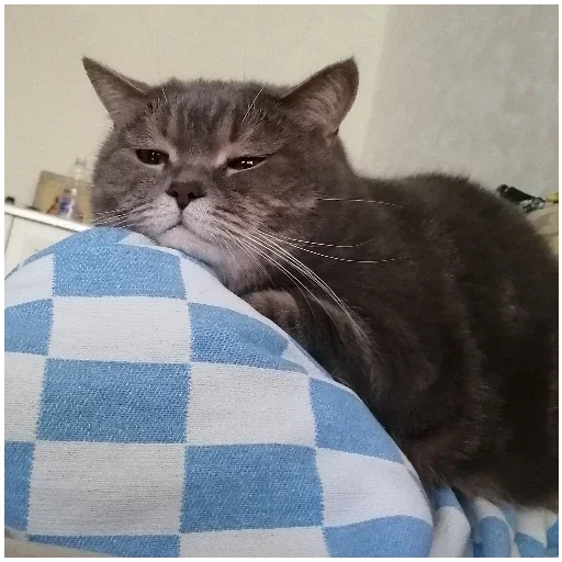 Sticker SpockyCat№2 - 5