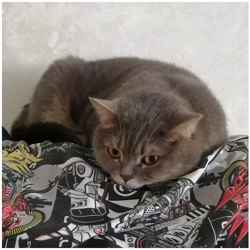 Sticker SpockyCat№2 - 3