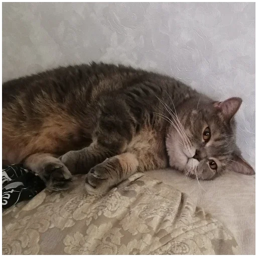 Sticker SpockyCat№2 - 1