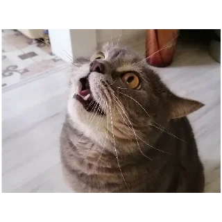 Sticker Spokicat - 1