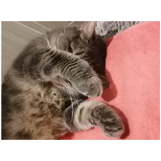 Sticker Spokicat - 6