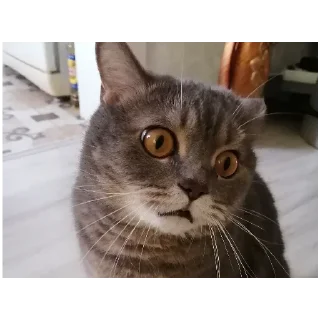 Sticker Spokicat - 4