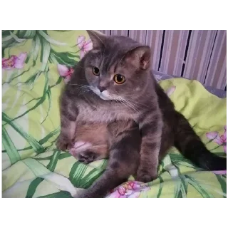 Sticker Spokicat - 7