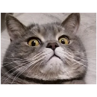 Sticker Spokicat - 8