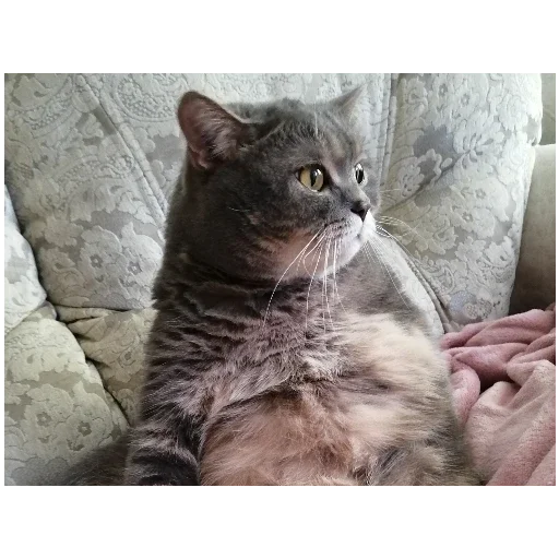 Sticker Spokicat - 0