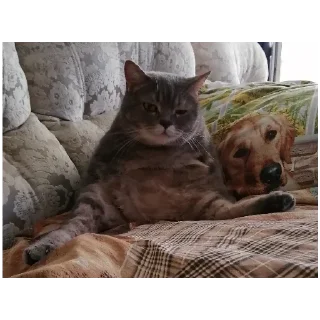 Sticker Spokicat - 3