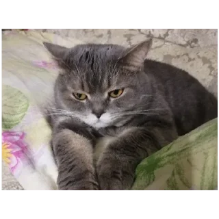 Sticker Spokicat - 9