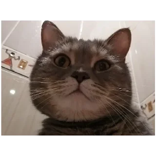 Sticker Spokicat - 5