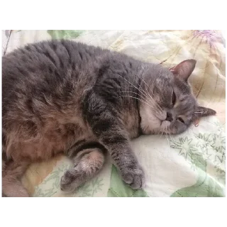 Sticker Spokicat - 2