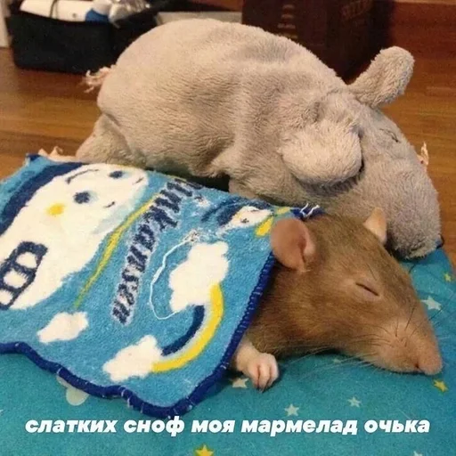 mammal animal indoor