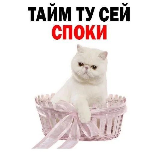 cat animal small to medium-sized cats