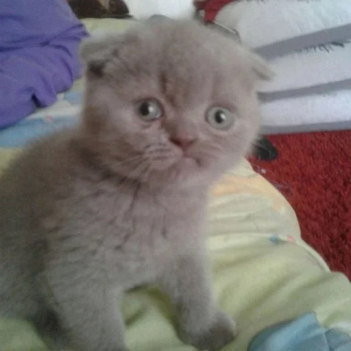 Стикер Спулае'с пак by @fStikBot - 5