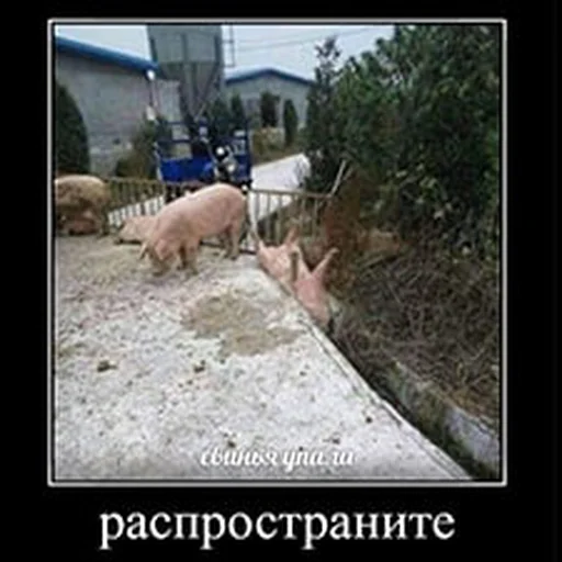 Стикер Распространите! | by @uffchat - 1