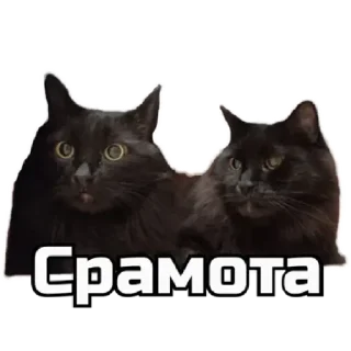 Sticker СпутниКот by ЧТП - 3