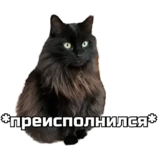 Sticker СпутниКот by ЧТП - 4