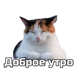 Sticker СпутниКот by ЧТП - 5