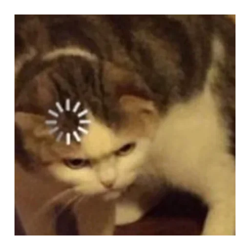 кошки малого и среднего размера млекопитающее кошка