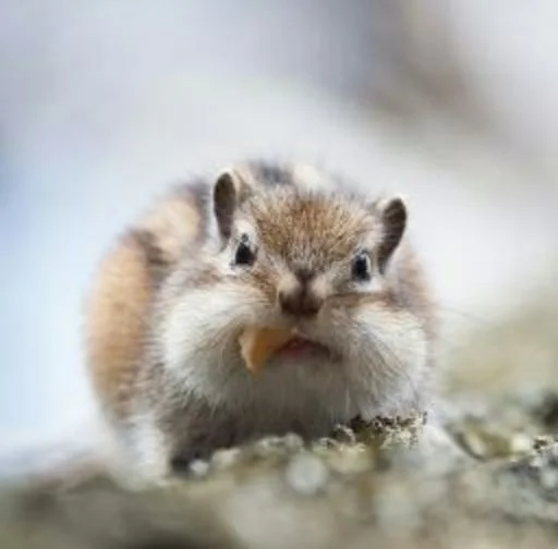 Стикер Squirrel_ho - 1