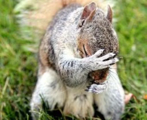 Sticker Squirrel_ho - 1