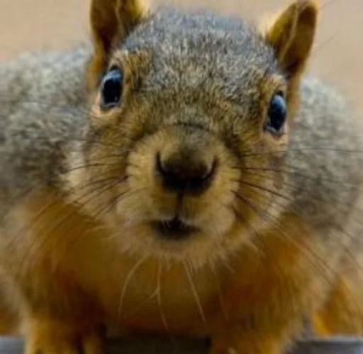 Стикер Squirrel_ho - 1