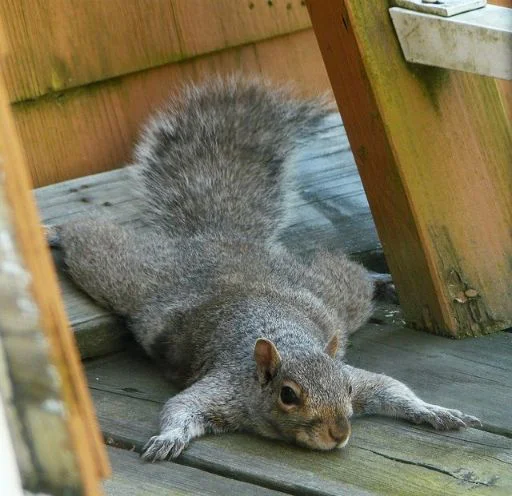 Стикер Squirrel_ho - 1